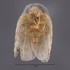 Habitus ventral view: (Observation).