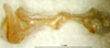 CollectionObject 1521417; 9f4a90db-55c1-423b-8976-a424de8471ac: epiphallus (holotype). (CollectionObject).