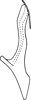 Aedeagus, lateral view on Cosmotettix (Cosmotettix) wagneri (Emeljanov, 1966): Aedeagus, lateral view. (Observation).