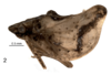Habitus, lateral view on Dixamflata petri Stroiński, Malenovský & Świerczewski, 2016: (Observation).