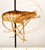 CollectionObject 1499653; 73a8d92d-5b35-4516-ad74-210f961aaf8d: female, lateral view (allotype). (CollectionObject).