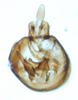 Pygofer, ventral view: !! display not done !! on Sogatella kolophon (Kirkaldy, 1907): (Observation).