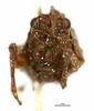 CollectionObject 1567960; 4cf3660e-4ed7-4e84-b73f-b49be6b67d64: female, frontal view (paratype 1/3). (CollectionObject).