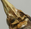 CollectionObject 1536028; 74c86dc8-69b4-42d2-8bcb-2f1b10df4e5b: female subgenital plate (syntype). (CollectionObject).