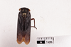 Habitus, dorsal view: (Observation).