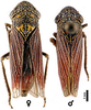 Habitus, dorsal view: Male: U.S.A., New Mexico, Eddy Co., Blue Springs, OSAC. Female: U.S.A., Texas, El Paso, USNM. (Observation).