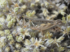 Melanoplus infantilis Scudder, 1878: male (Pleasant Ridge Road, about 4 miles north of Harrison, Nebraska, 19 July 2020). (Otu).