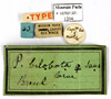 CollectionObject 1587254; MNHN(SF IMPORT DUPLICATE) MNHN-EP-EP1204, 7fbd016d-f932-4033-a0d2-27a8fbe47dc9: CC BY-NC-ND 4.0/MNHN - Depraetere Marion - 2014. Type, female, of bilobata Saussure, 1864. Specimen number: MNHN-EP-EP1204. http://coldb.mnhn.fr/catalognumber/mnhn/ep/ep1204. (CollectionObject).