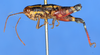 CollectionObject 1535901; d1d2cac2-77a9-4d9e-b13f-b759e2f0f3fe, MNCN3235118: male, lateral view. (CollectionObject).