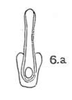 Aedeagus, posterior view: !! display not done !! on Paraceresa bifasciata (Fairmaire, 1846): (Observation).