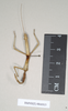 CollectionObject 1558089; NHMUK(SF IMPORT DUPLICATE) 844915, 1af21eb0-f26a-4b97-80dd-00b930530b69: copyright Natural History Museum, London. female (holotype). (CollectionObject).
