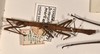 CollectionObject 1558452; a237584d-116d-4fb6-96cd-ae54ce1c2027: copyright OUMNH. male, dorsal view of Dimorphodes mancus (syntype). (CollectionObject).;CollectionObject 1558453; ea906b12-686a-41bd-bb38-664c85261f31: copyright OUMNH. male, dorsal view of Dimorphodes mancus (syntype). (CollectionObject).