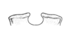 Neopedies brunneri (Giglio-Tos, 1894): Fig. F. lophi of epiphallus, anterior view. (Otu).