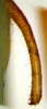 CollectionObject 1571948; fe4ba427-c87c-4cf9-b2ce-0047fe41c11f: male cercus (paratype). (CollectionObject).
