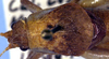 male pronotum, dorsal view (paratype). Depicts Aglaothorax longipennis (Rentz & Weissman, 1981), an Otu.