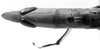 CollectionObject 1521499; 6d260bb7-999e-445c-8b30-066d98328190: Image Carbonell, C.S. female head and pronotum, dorsal view (syntype). (CollectionObject).