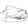 Pygofer, lateral view on Dworakowskaia hainanensis Chou & Zhang, 1985: Pygofer, lateral view. (Observation).