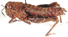 Tsautettix namaquensis (Dirsh, 1956): female, lateral view. (Otu).