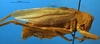 CollectionObject 1502446; 904b7961-fa82-4425-a585-144c0ce3e3b2: male, lateral view (Tettigonia vaucheriana). (CollectionObject).