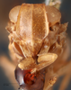 Head: !! display not done !! on Colpoptera rustica (Fabricius, 1803): (Observation).