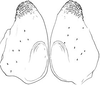 Erioloides sikesi Naskrecki & Cohn, 2000: male titillators. (Otu).