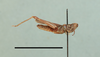 Xerohippus alkani Karabag, 1953: male, lateral view, (holotype). (Otu).