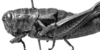 CollectionObject 1567330; a85227a1-3163-4f28-8716-aa4b4e280595: female, lateral view (paralectotype). (CollectionObject).