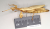 CollectionObject 1561206; NHMUK(SF IMPORT DUPLICATE) 845231, 017ea3bc-4a32-4789-b6c8-71a8bd68f4b1: copyright Natural History Museum, London. female, lateral view (holotype). (CollectionObject).