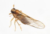 Live specimen: !! display not done !! on Muellerianella laminalis (Van Duzee, 1897): (Observation).