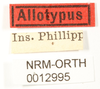 CollectionObject 1573286; NHRS NRM-ORTH 12995, 70792e2b-5f53-43f1-9059-bb1be7a71310: labels (syntype). (CollectionObject).