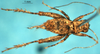 CollectionObject 1505348; 6506ead9-1b83-451d-b782-5f3d25e390c3: male, dorsal view (holotype). (CollectionObject).