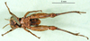 CollectionObject 1502502; 9eb9518c-f002-447a-a4e2-40751e5c8b18: male, ventral view (paratype). (CollectionObject).