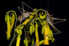 CollectionObject 2741794; 1858d565-79f4-4dee-a3b0-989f3e0c3da5: (CollectionObject).