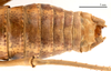CollectionObject 1475331; 4e452ff7-0fc1-4572-afe6-f526fc4c793b: male abdomen, dorsal view (holotype of Deracanthina mistshenkoi Bazyluk, 1972). (CollectionObject).