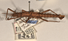 CollectionObject 1561554; 6cdbe08b-dbcd-4592-830b-23e49866e842: copyright UMO. male, lateral view of synonym Acanthoderus spiniventris (syntype). (CollectionObject).;CollectionObject 1561555; effcc6fe-eba2-4459-a612-4ec6e76c6540: copyright UMO. male, lateral view of synonym Acanthoderus spiniventris (syntype). (CollectionObject).