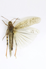 CollectionObject 1590303; 33e04f98-d578-4cad-b61b-f118917fb243: male, dorsal view (neotype). (CollectionObject).