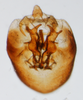 Pygofer, ventral view on Delphacodes kuscheli Fennah, 1955: (Observation).
