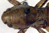 CollectionObject 1576345; b203f00d-a792-4bcb-a266-9ee287286858: male, dorsal view. (CollectionObject).
