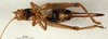 CollectionObject 1500983; 09dab9a1-d833-40e9-9b9a-b7b55ef9b065, DORSA BG00018S01: female, ventral view (holotype). (CollectionObject).