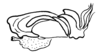 Aleuas paranensis Carbonell, 2008: Fig. 32C. endophallus, lateral view. (Otu).