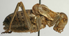CollectionObject 1516720; 872de632-86d8-4cde-b3d3-e56bd926c378: male, lateral view (holotype). (CollectionObject).
