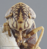 Head on Amblysellus dorsti (Oman, 1940): Head. (Observation).