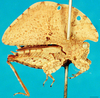 CollectionObject 1500871; 11def069-6669-4611-8caa-98a04d7053e0, MfN 6561: female, lateral view (holotype). (CollectionObject).