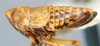 Habitus, lateral view on Achaetica Emeljanov, 1959: Achaetica anabasidis, laterally (INHS). (Observation).