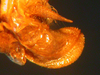 CollectionObject 1543690; 7208e4fe-5c10-485e-b5a0-bf6774ad7a62: ovipositor (syntype). (CollectionObject).