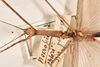 CollectionObject 1560007; 3e82c308-72e6-4348-8d91-134d9770c8db: copyright OUMNH. female: head & thorax, dorsal view (holotype). (CollectionObject).