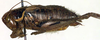 CollectionObject 1500490; a02ccc70-ab50-492f-b661-066dbcdf55e9: male, lateral view (syntype). (CollectionObject).