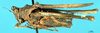 CollectionObject 1537568; f4c954ee-a4a1-4f03-a10b-b031e7b36e8a: female, lateral view (holotype). (CollectionObject).