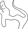 Aedeagus, lateral view: Aedeagus, lateral view. (Observation).