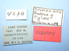 Circacris auris Ronderos & Cigliano, 1989: labels (paratype). (Otu).